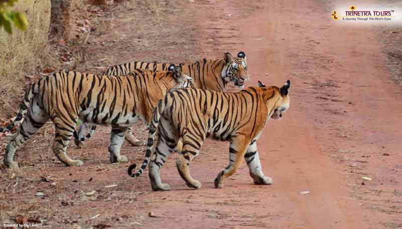 sariska-tiger-rajasthan