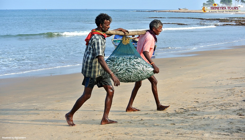 odisha-cattle-island