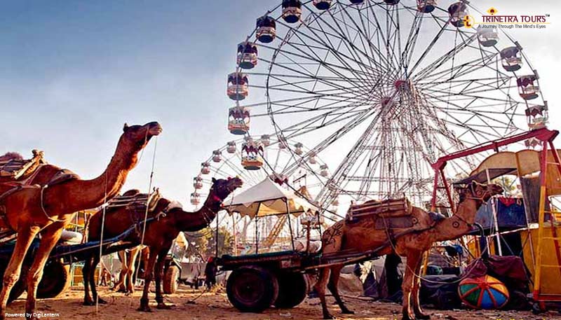 Pushkar-Camel-Fair