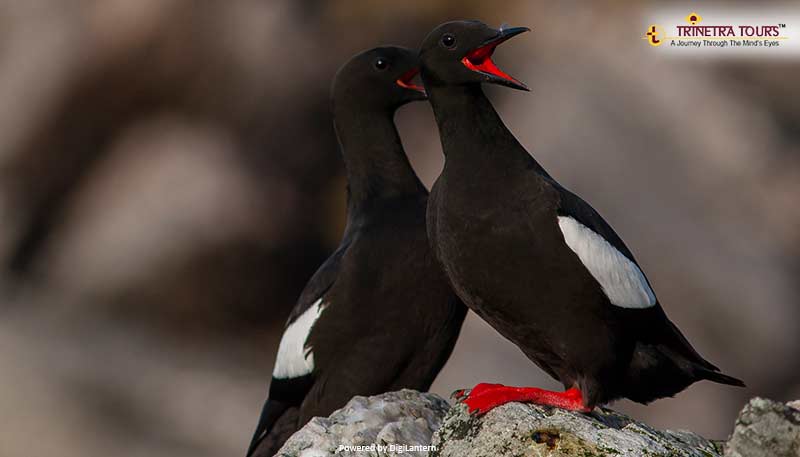 Black-Guillemot