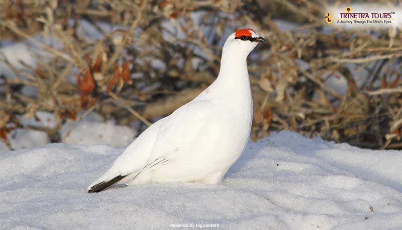 Ptarmigan