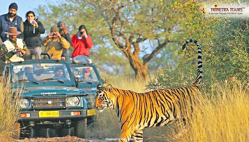 ranthambore